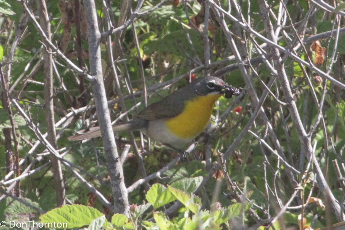 Yellow-breasted Chat - ML291858251