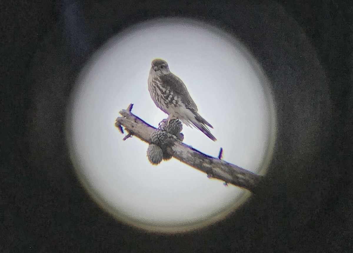 コチョウゲンボウ（columbarius） - ML291859351