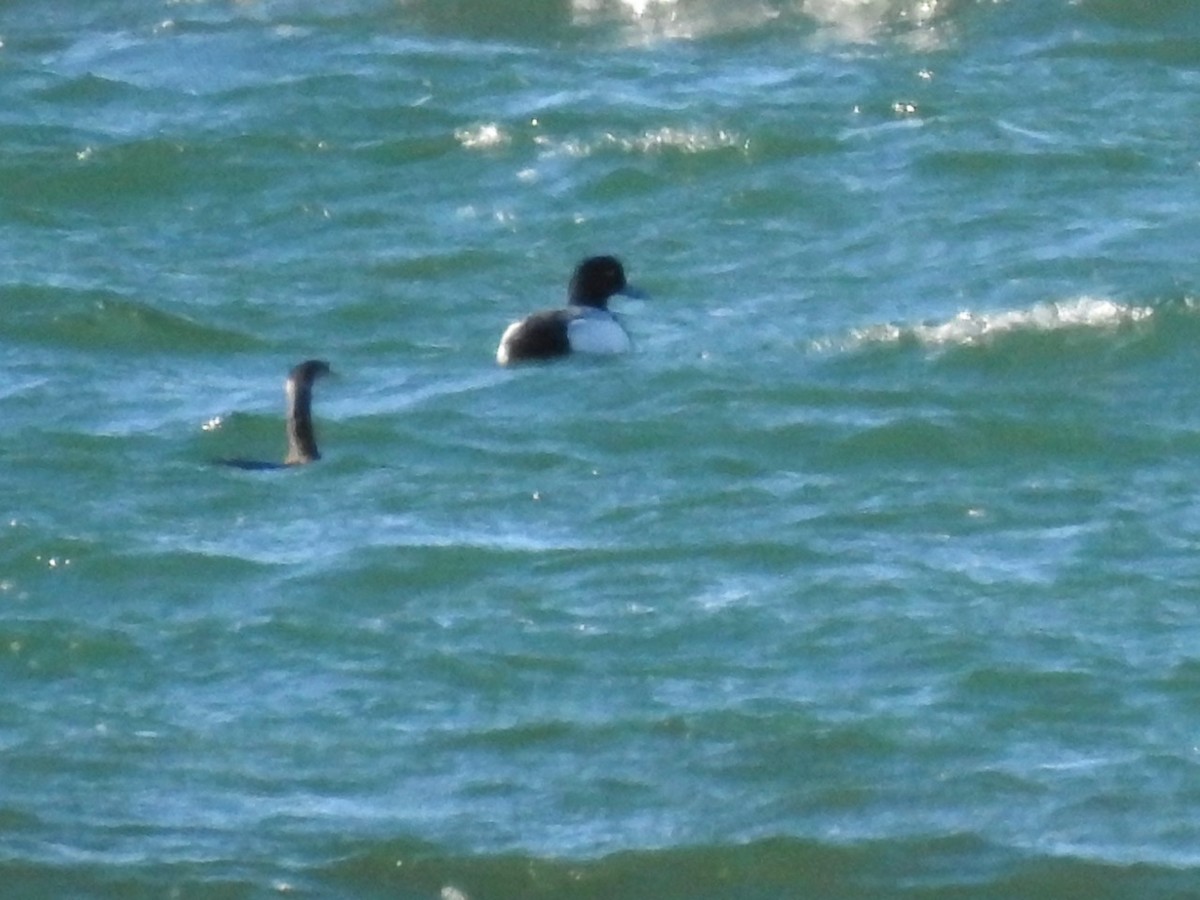 Greater Scaup - ML291859721