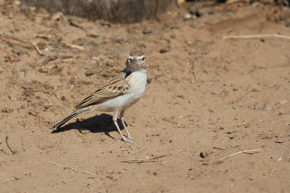 Fawn-colored Lark (Fawn-colored) - ML291860251