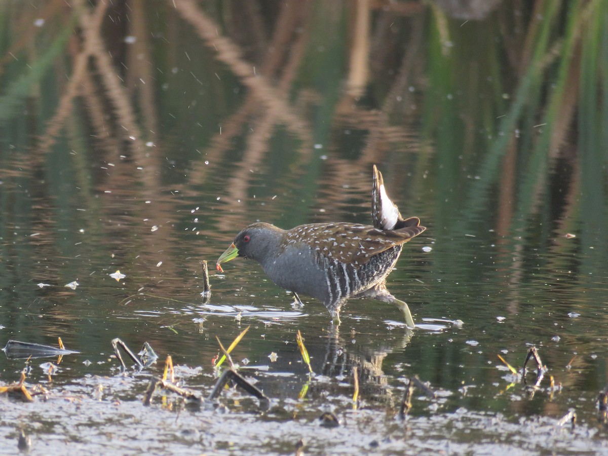 Australian Crake - ML29186041