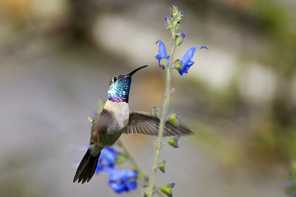 Purple-collared Woodstar - Andrés Gálvez