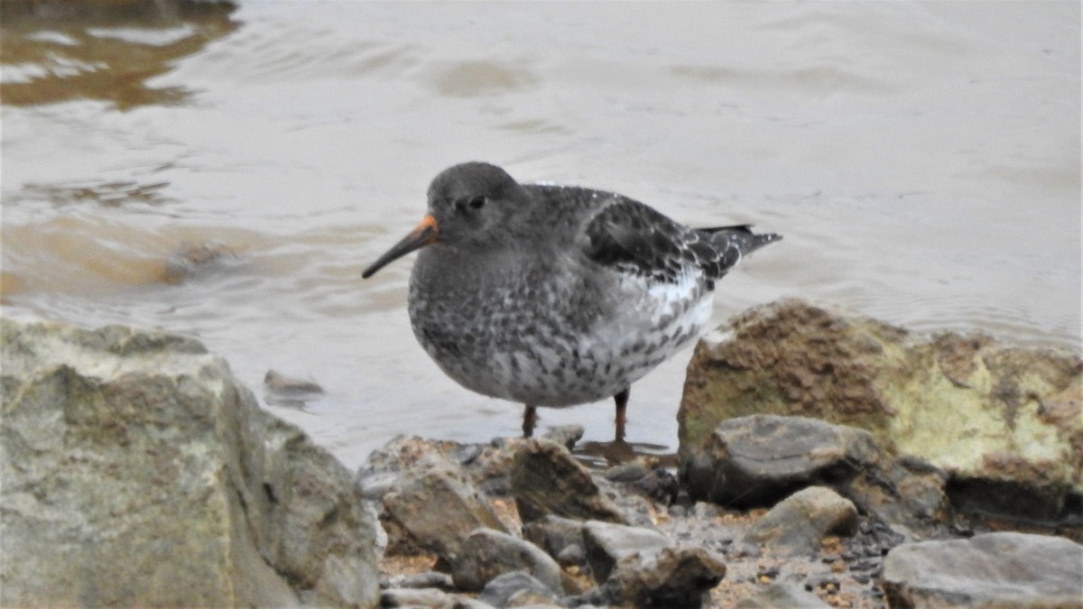 Purple Sandpiper - Meg Brown