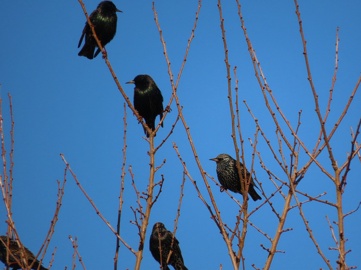 European Starling - Rick Wright