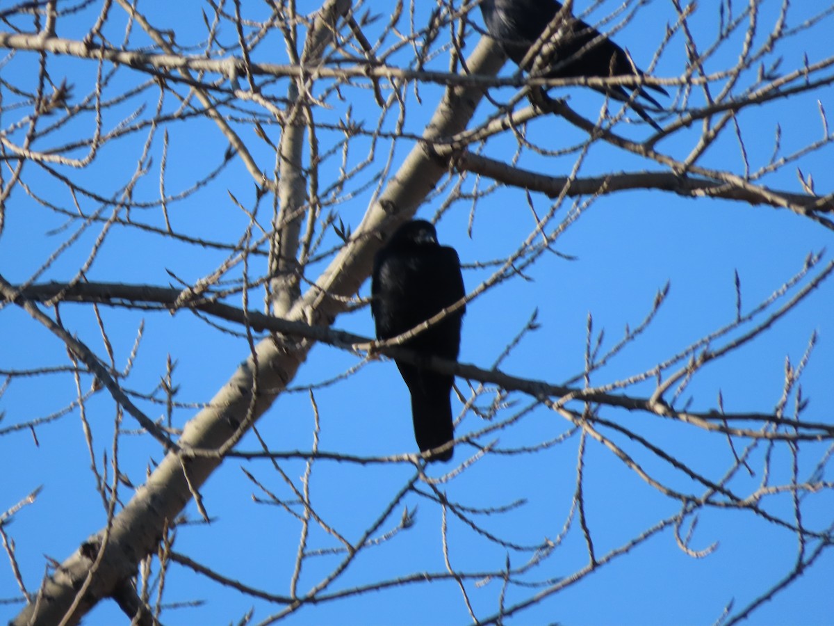 Fish Crow - ML291862091