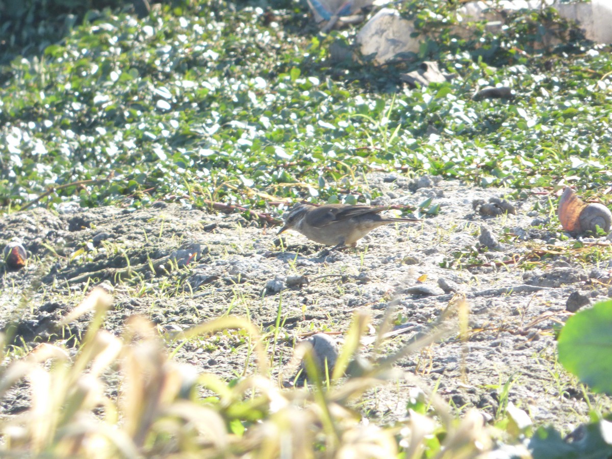 Buff-winged Cinclodes - Leandro Bareiro Guiñazú