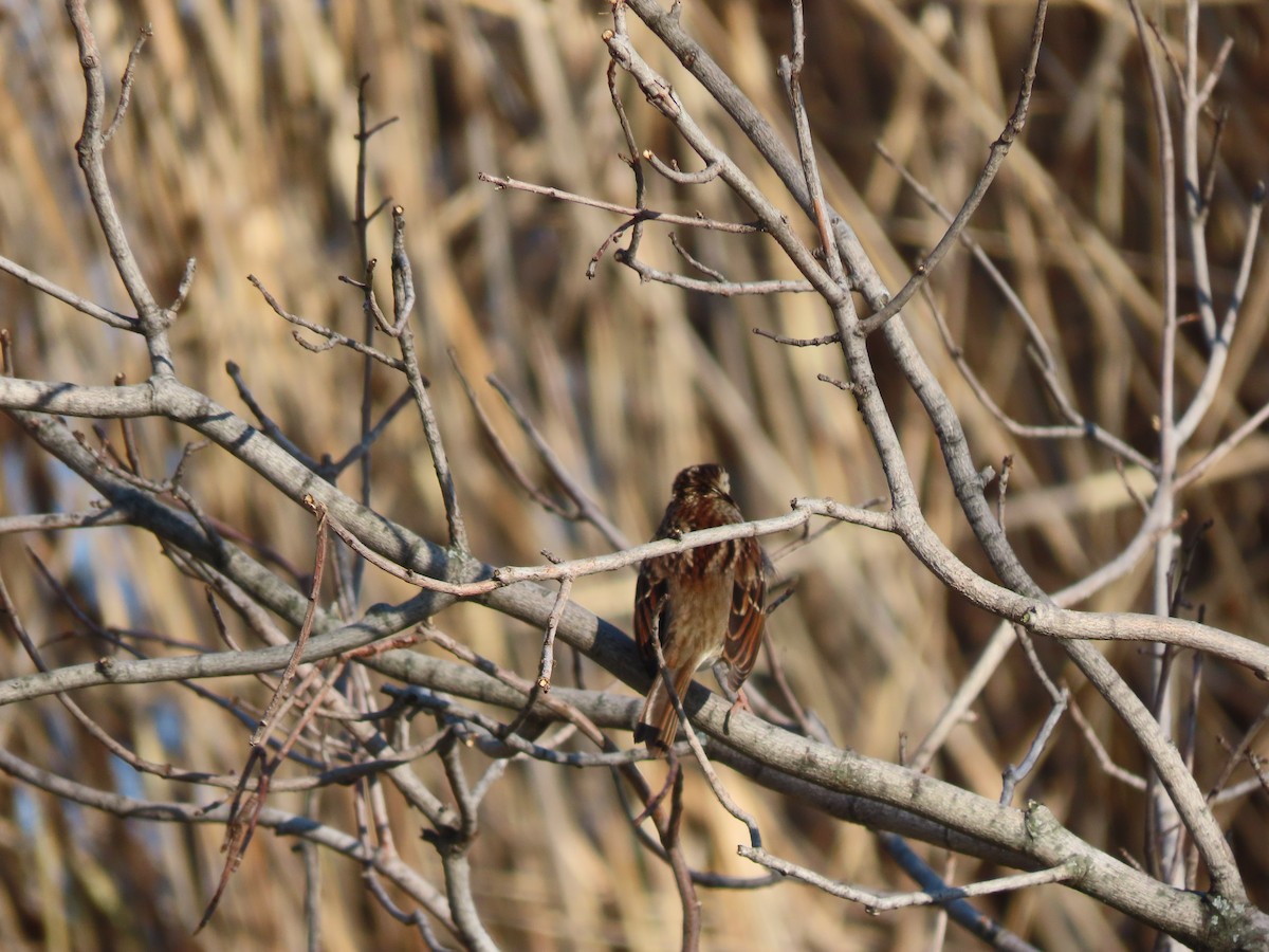 White-throated Sparrow - ML291862301