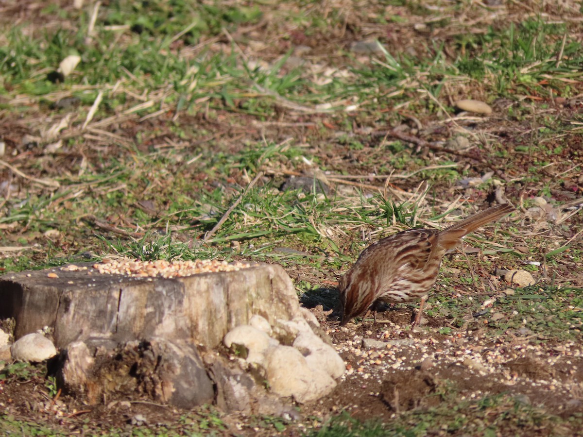 Song Sparrow - ML291862441