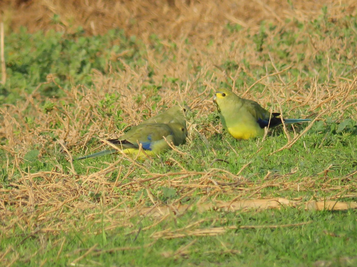 Blue-winged Parrot - ML29186311