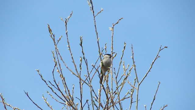 Marsh Tit - ML291863571