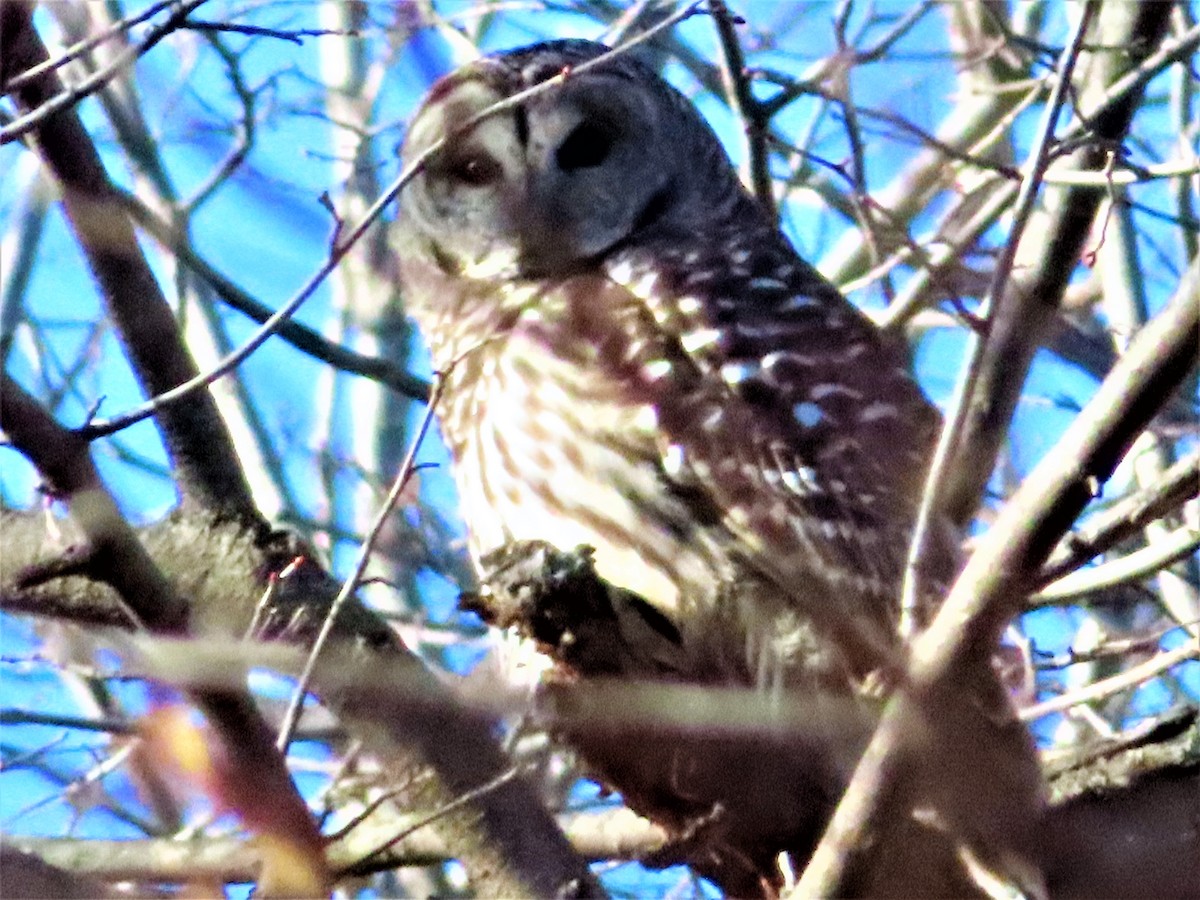 Barred Owl - ML291864631