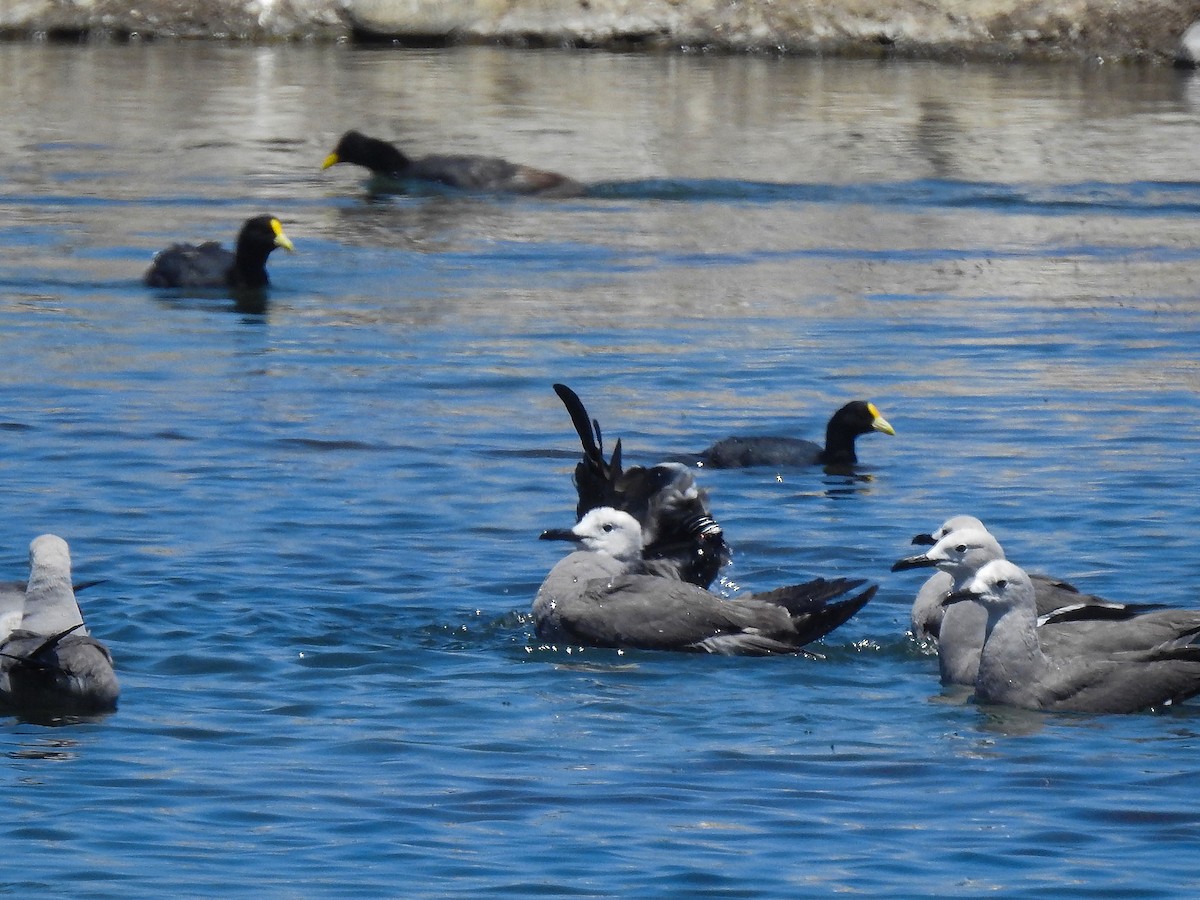 White-winged Coot - ML291864891