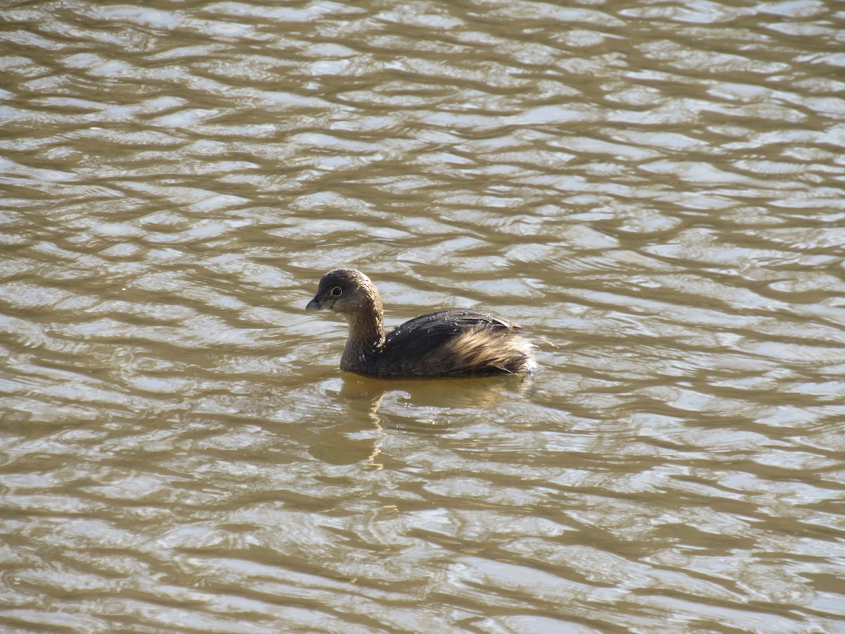 Pied-billed Grebe - ML291864951