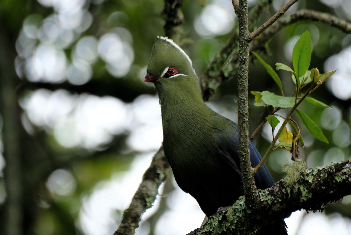 Knysna Turaco (Northern) - ML291865051