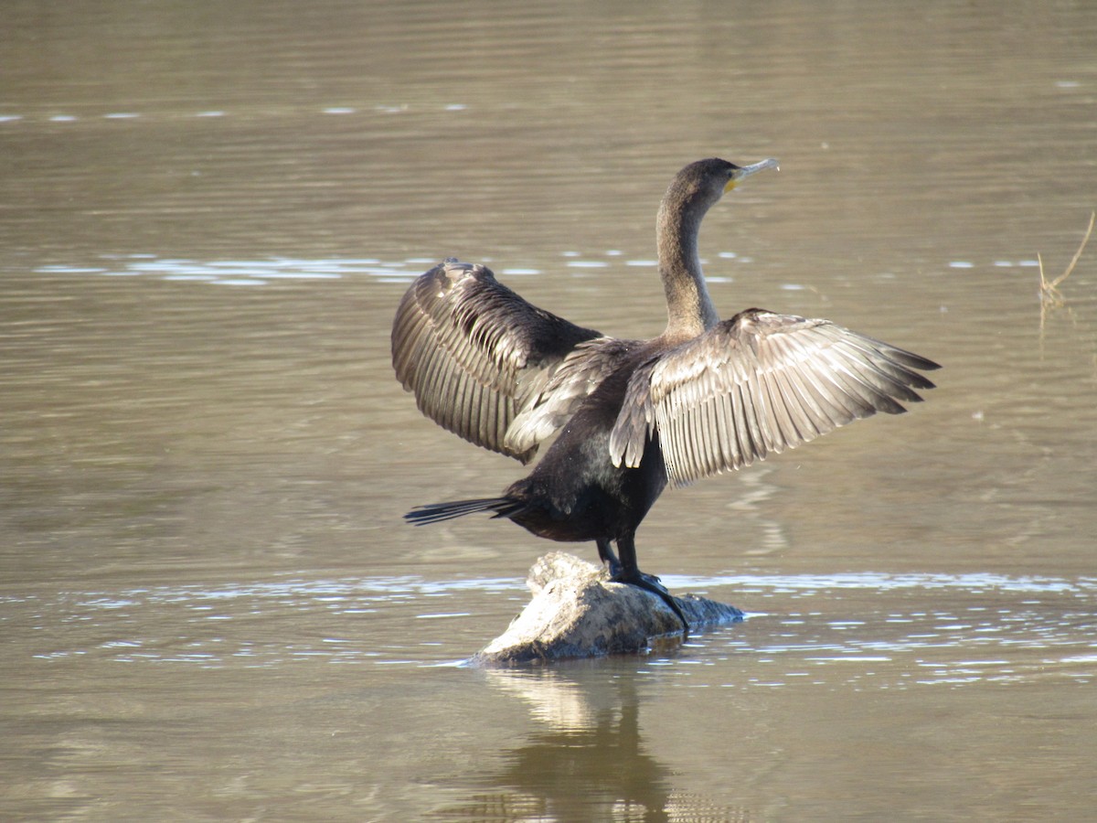 Double-crested Cormorant - ML291865181