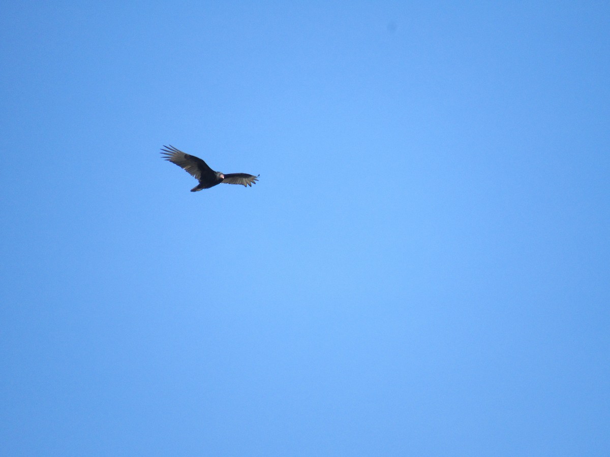 Turkey Vulture - ML291865621