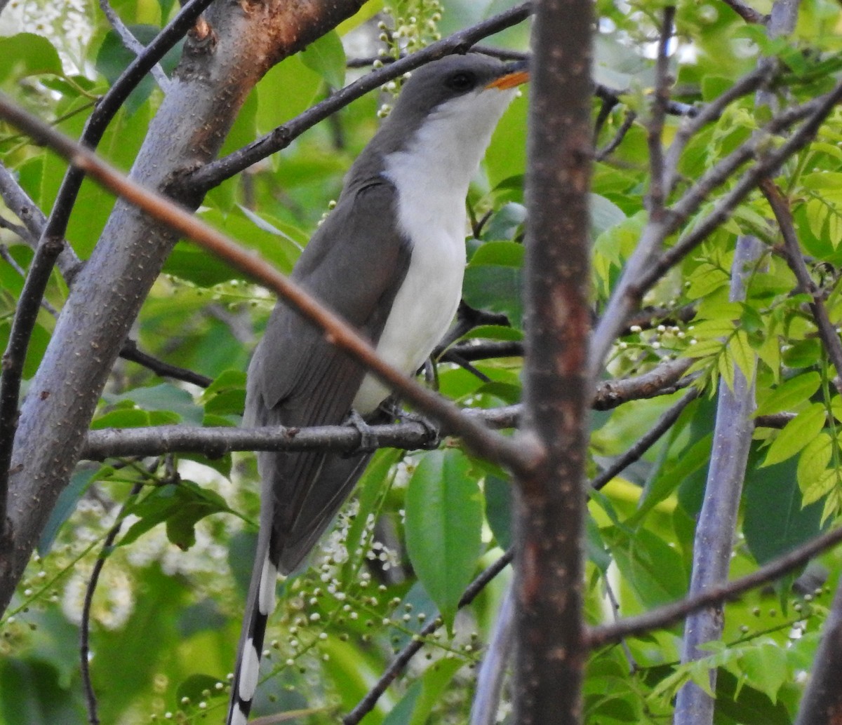 Yellow-billed Cuckoo - ML29186711