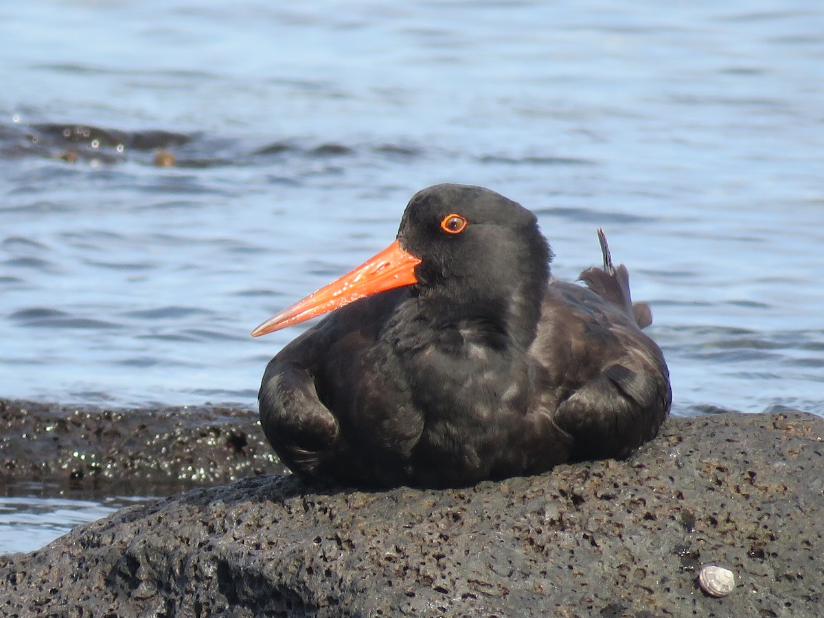 Sooty Oystercatcher - ML29186761