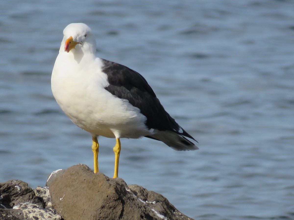 Pacific Gull - ML29186781