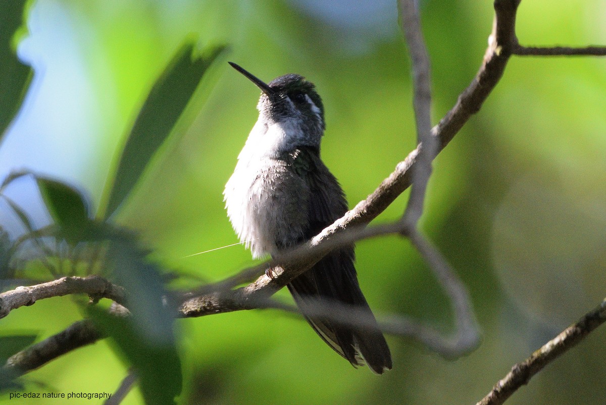 Green-throated Mountain-gem - ML291870901