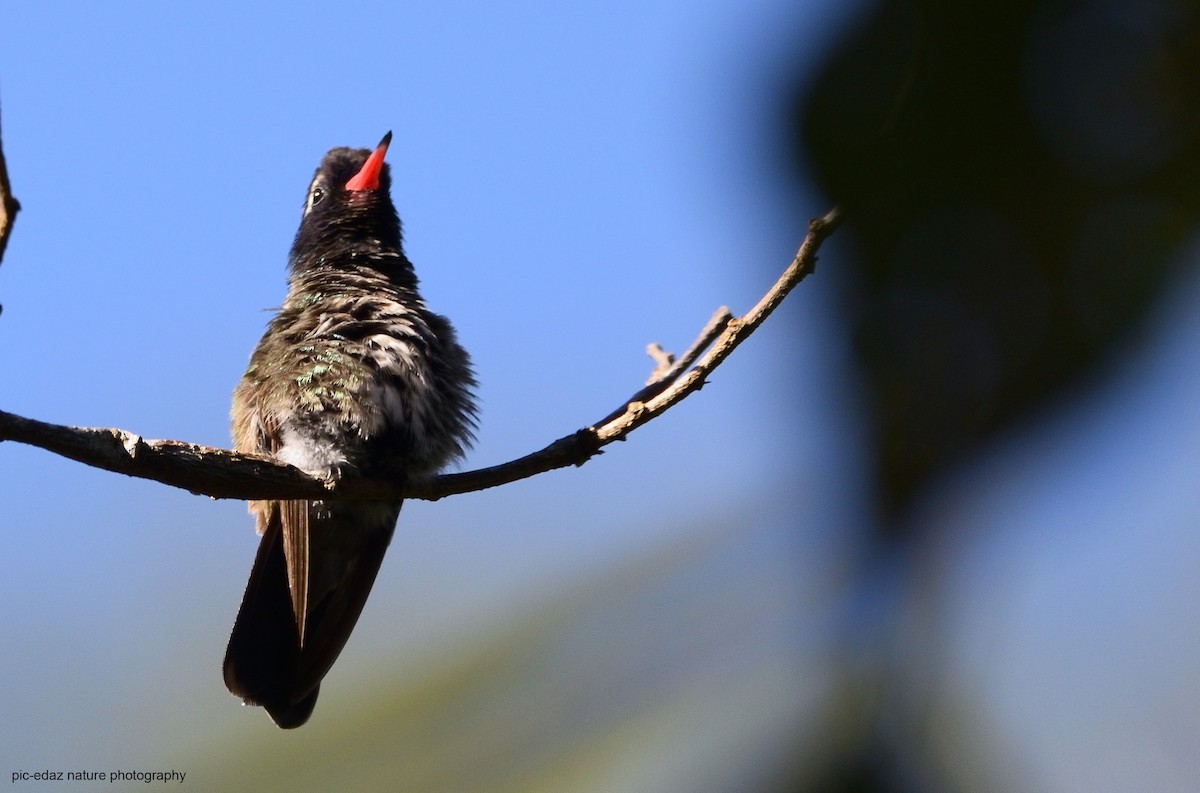 White-eared Hummingbird - ML291871341