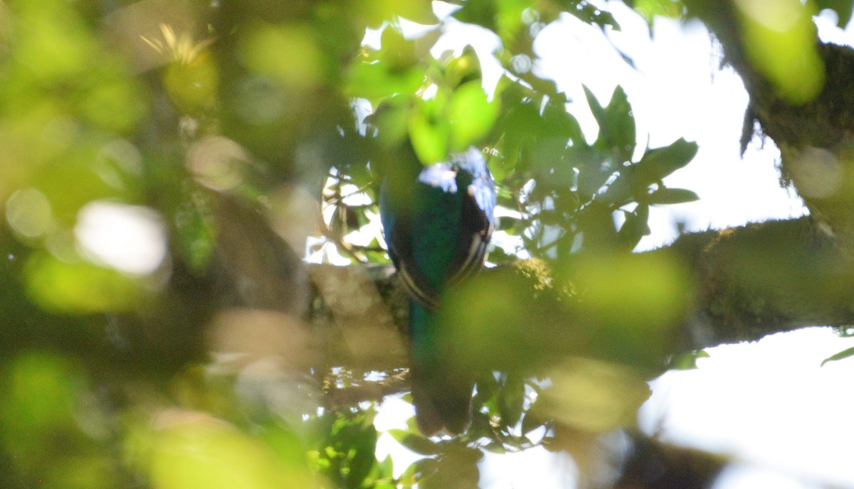 Resplendent Quetzal - ML291871571