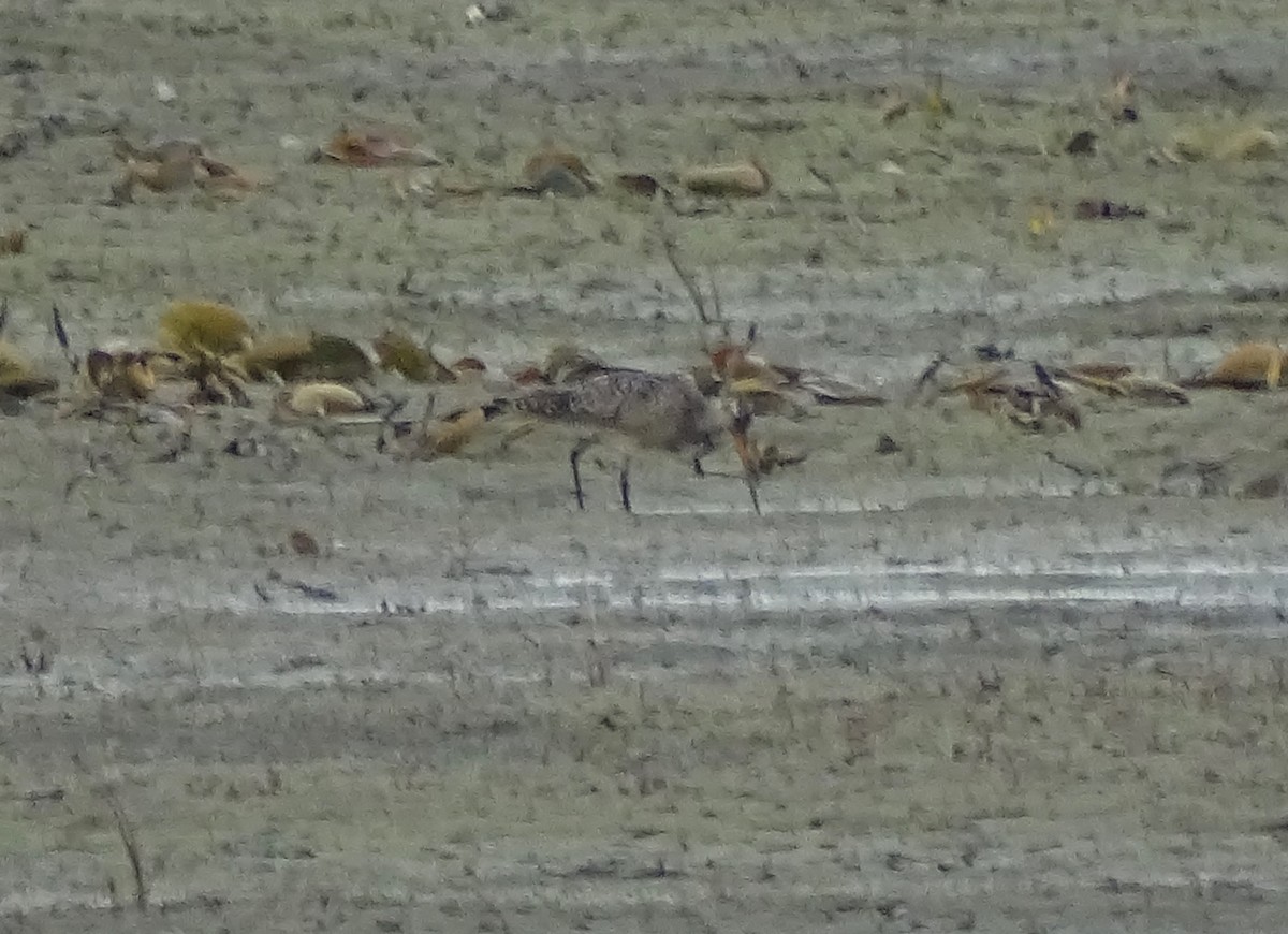 Marbled Godwit - ML29187321