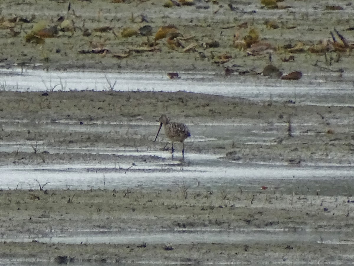 Marbled Godwit - ML29187351