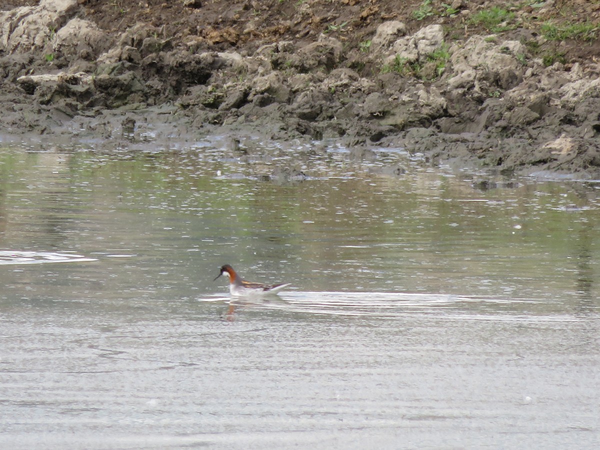 Red-necked Phalarope - Matyas Gerloczy