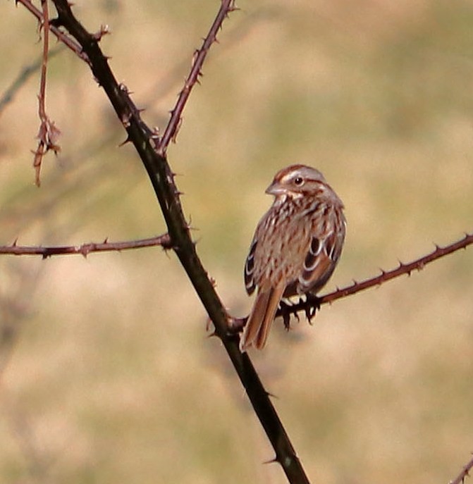 Song Sparrow - ML291874441