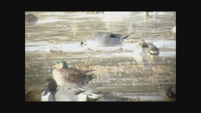 Baikal Teal - ML291875311