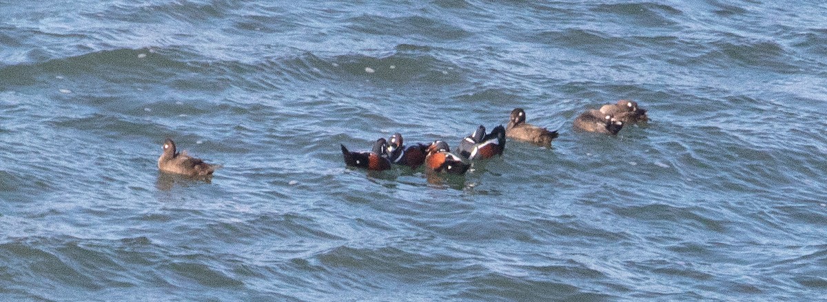 Harlequin Duck - Glenn Mitchell