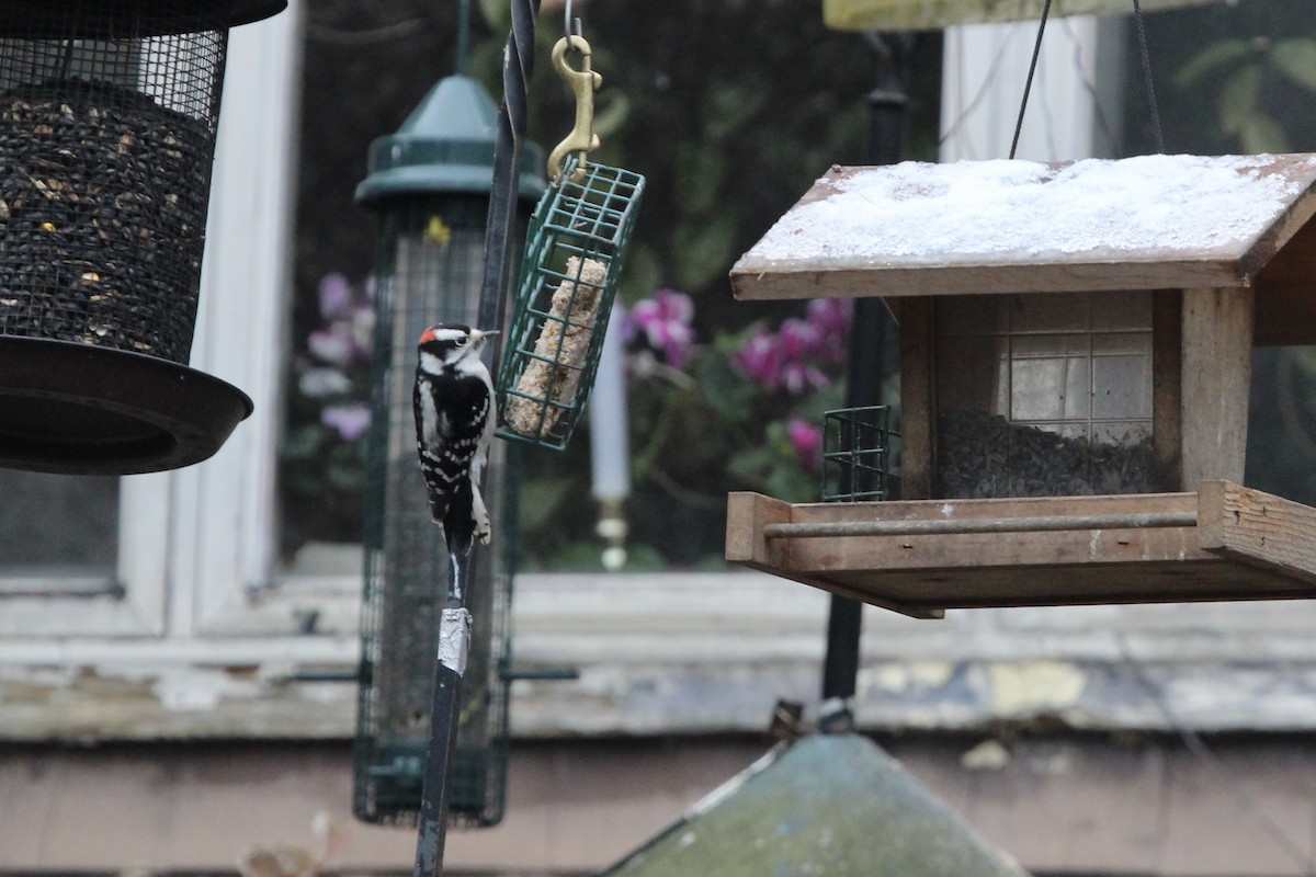 Downy Woodpecker - ML291880951