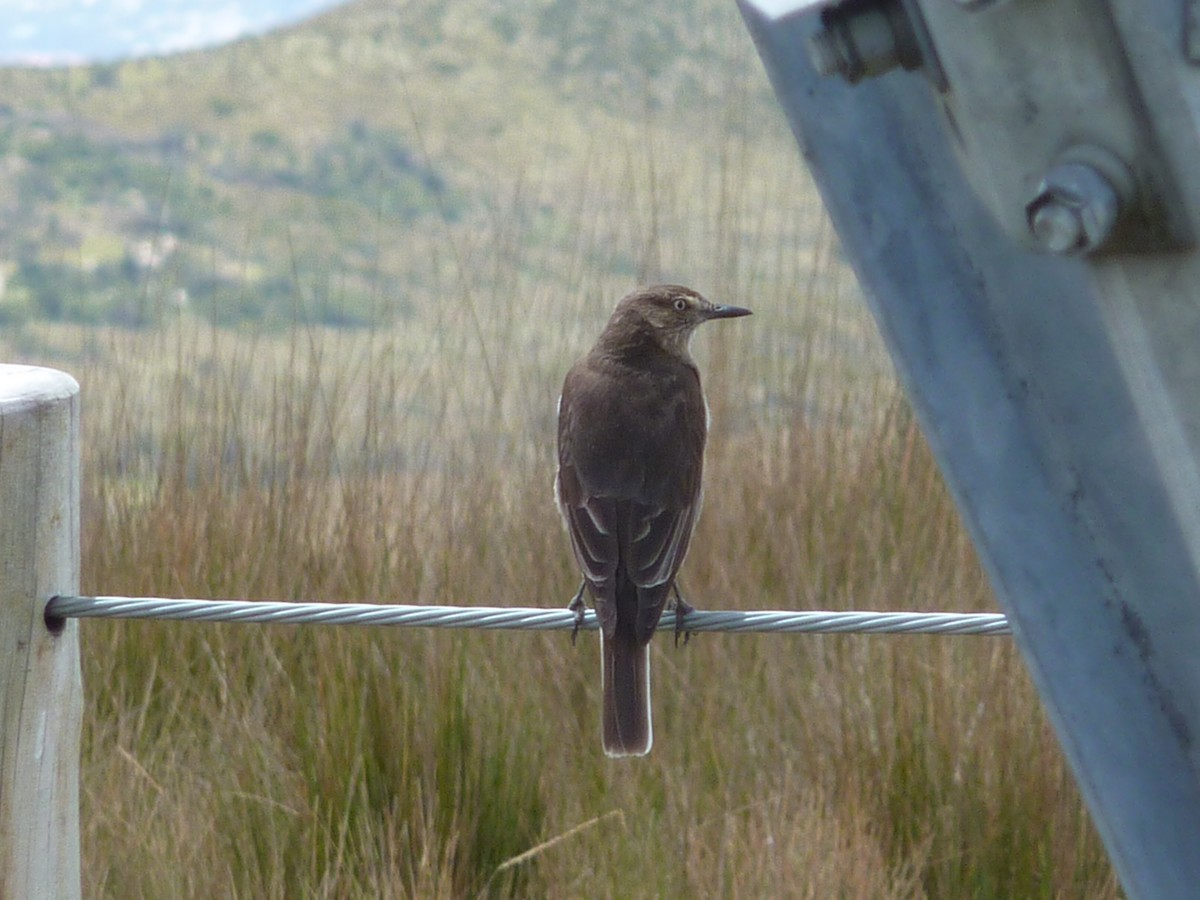 Black-billed Shrike-Tyrant - ML291881431