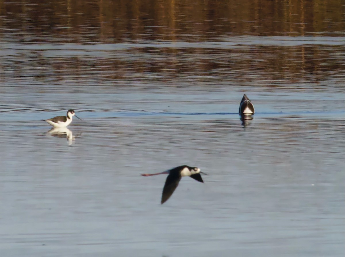 Black-necked Stilt - ML291881661