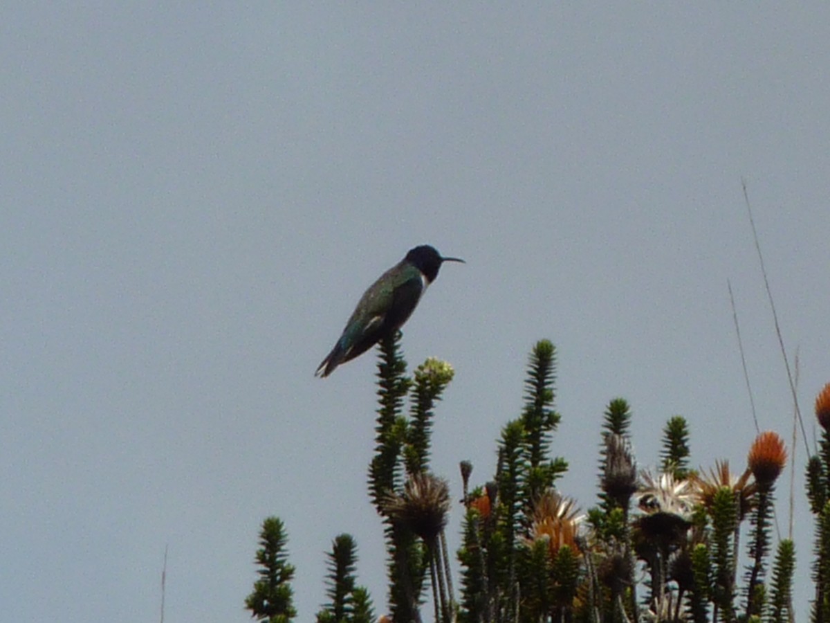 Colibrí del Chimborazo - ML291881721