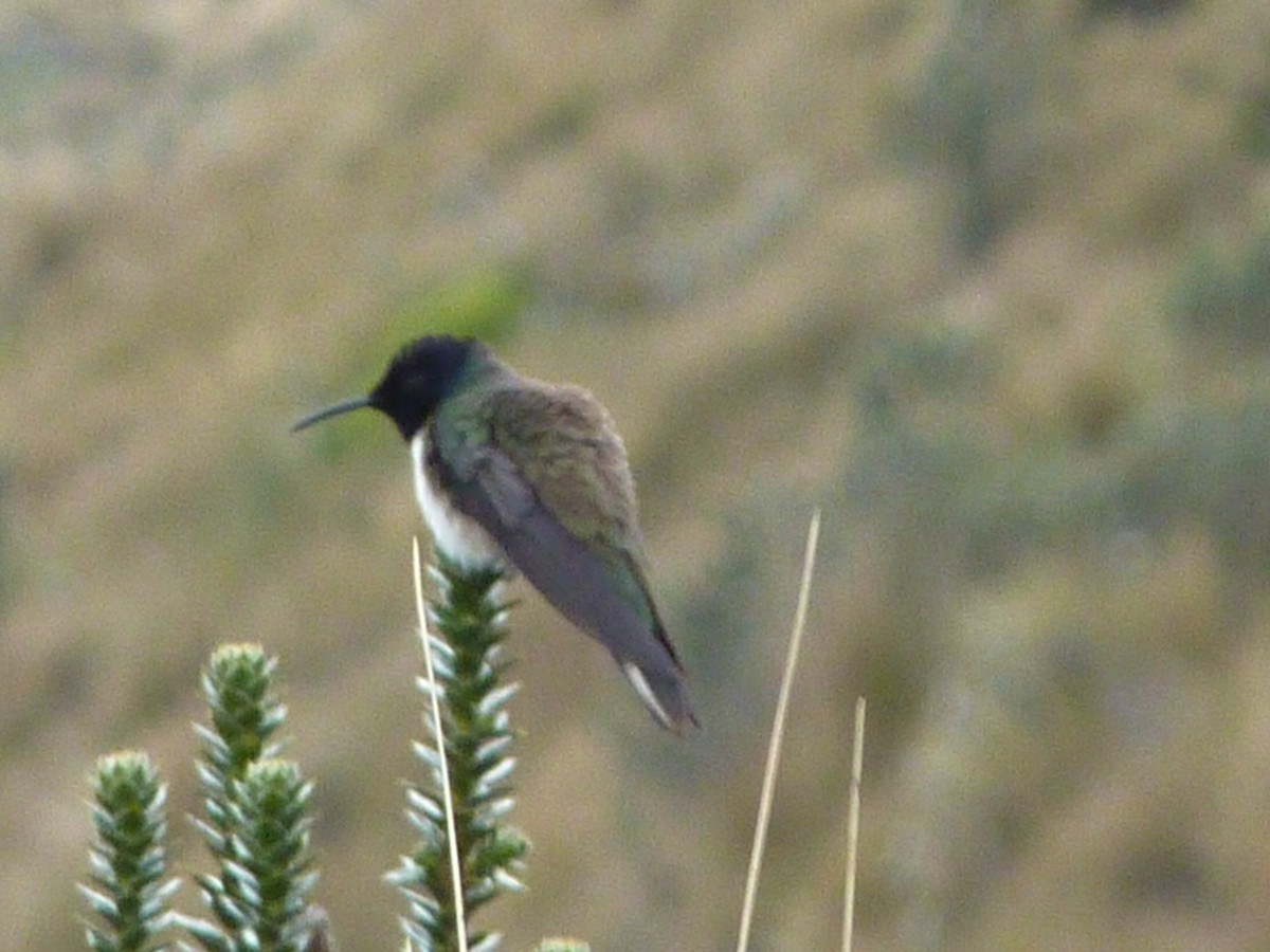 Colibrí del Chimborazo - ML291881911