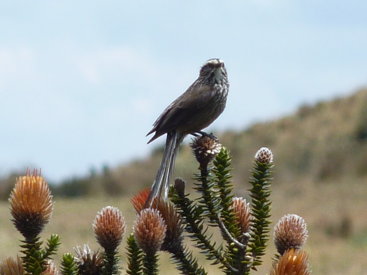 Andean Tit-Spinetail - ML291881991