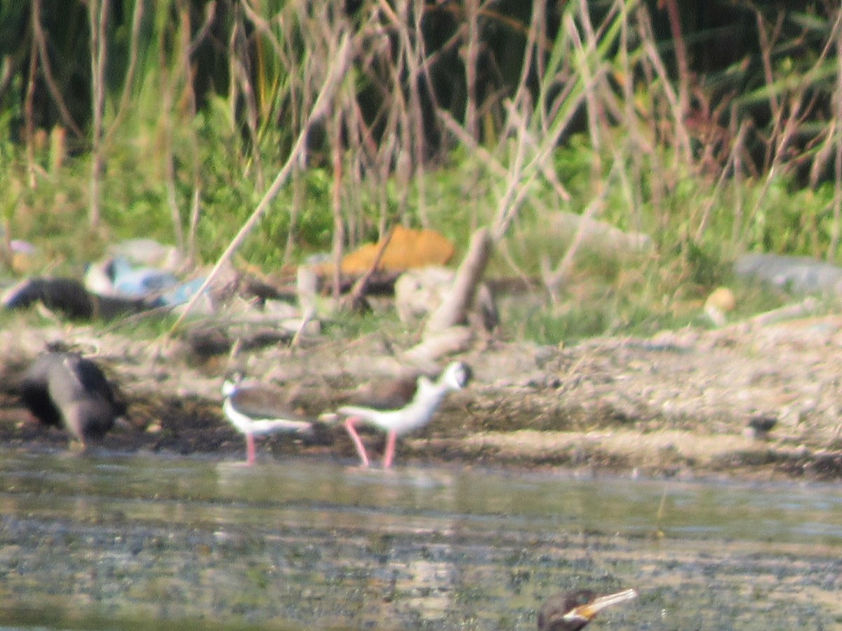 Black-necked Stilt - ML291882301