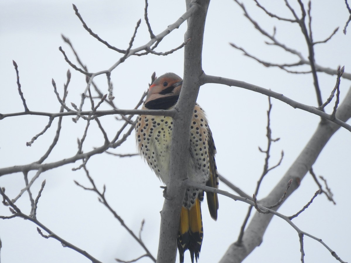 Northern Flicker - ML291883301