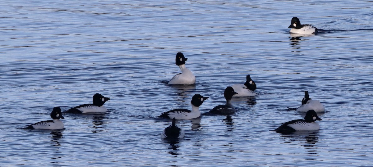 Common Goldeneye - ML291884241