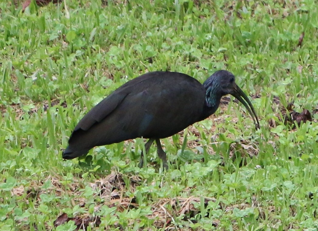 ibis zelený - ML291885501