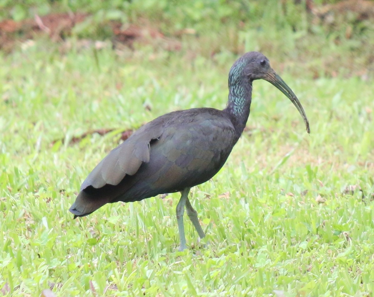 ibis zelený - ML291885511