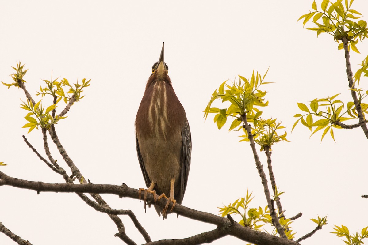 Green Heron - ML29188621