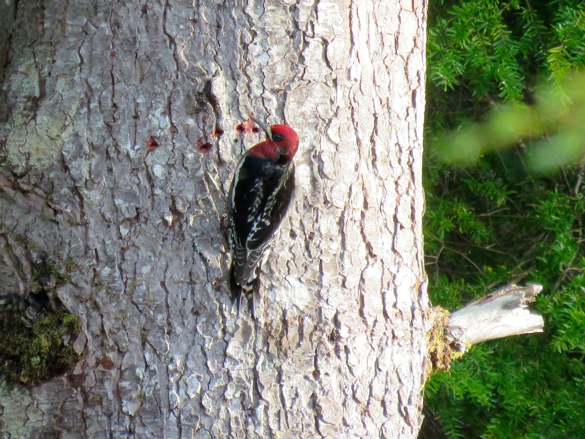 Red-breasted Sapsucker - ML291886301
