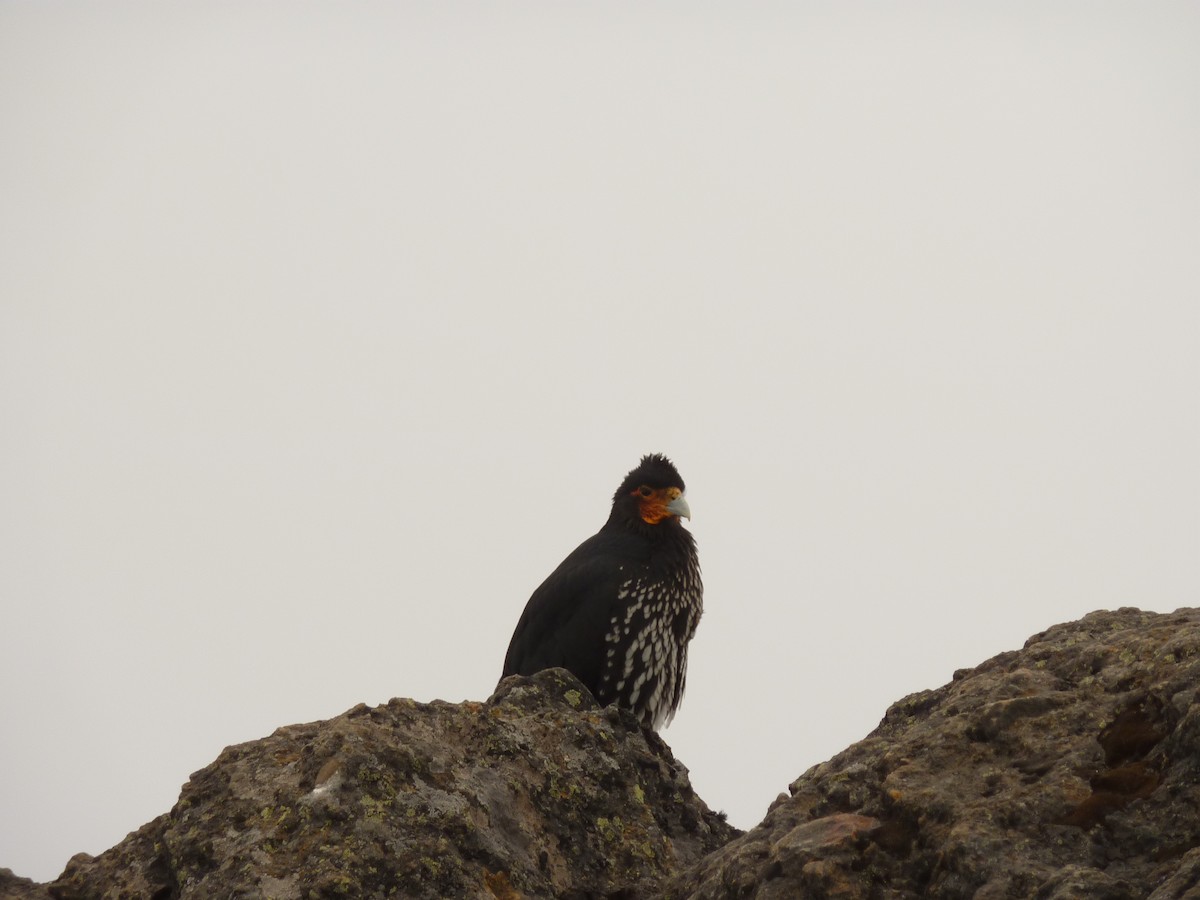 Carunculated Caracara - ML291886581