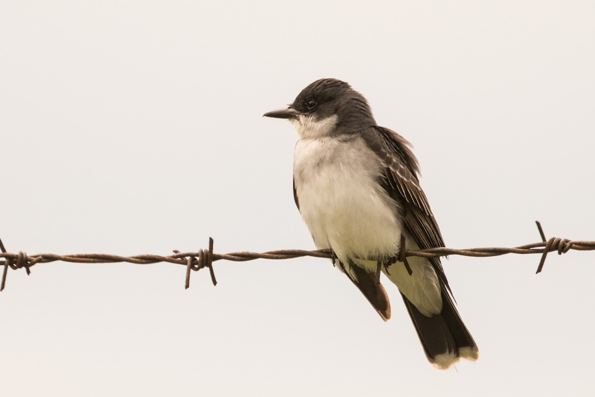 Eastern Kingbird - ML29188671