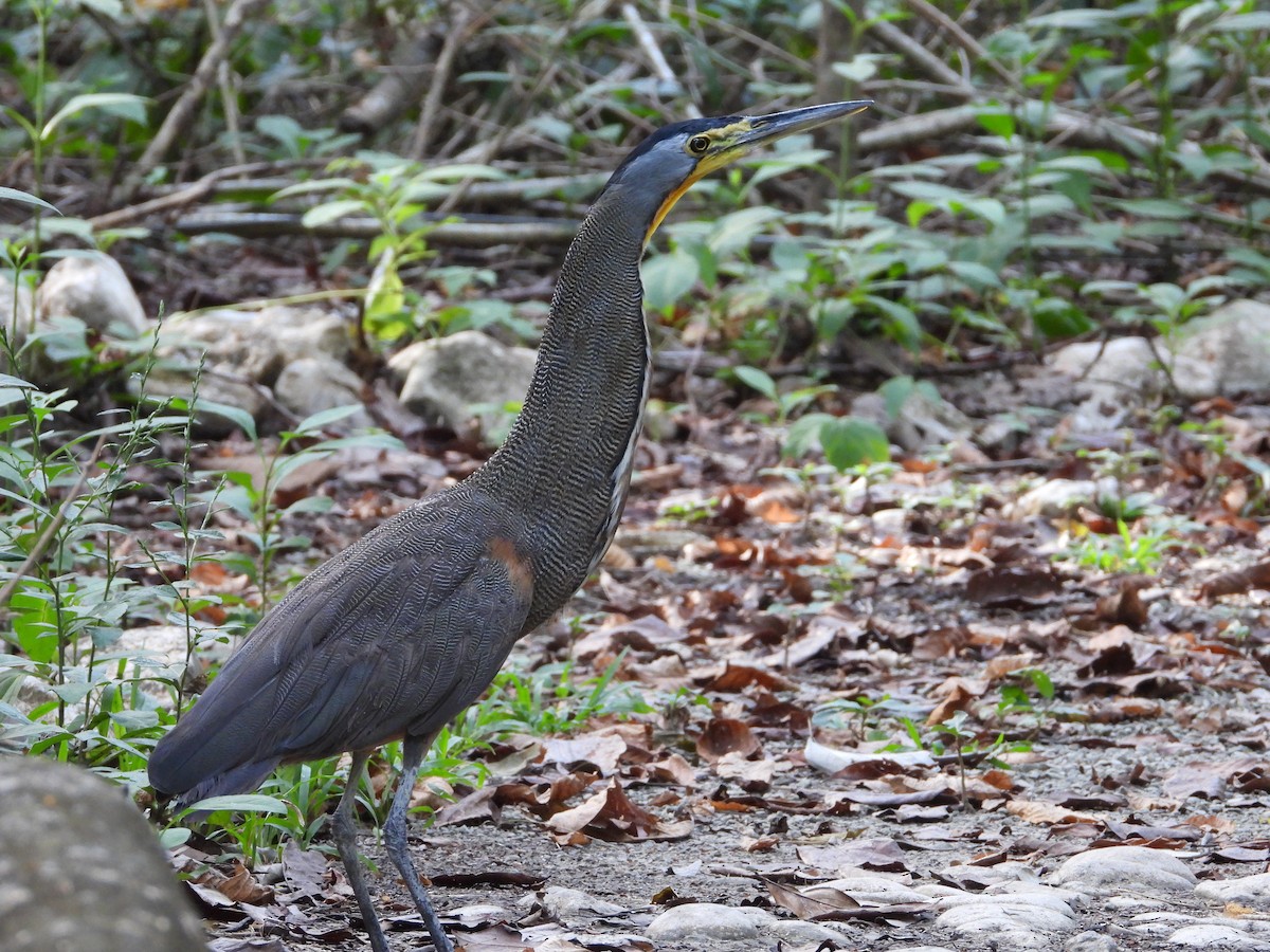 Bare-throated Tiger-Heron - ML291887151