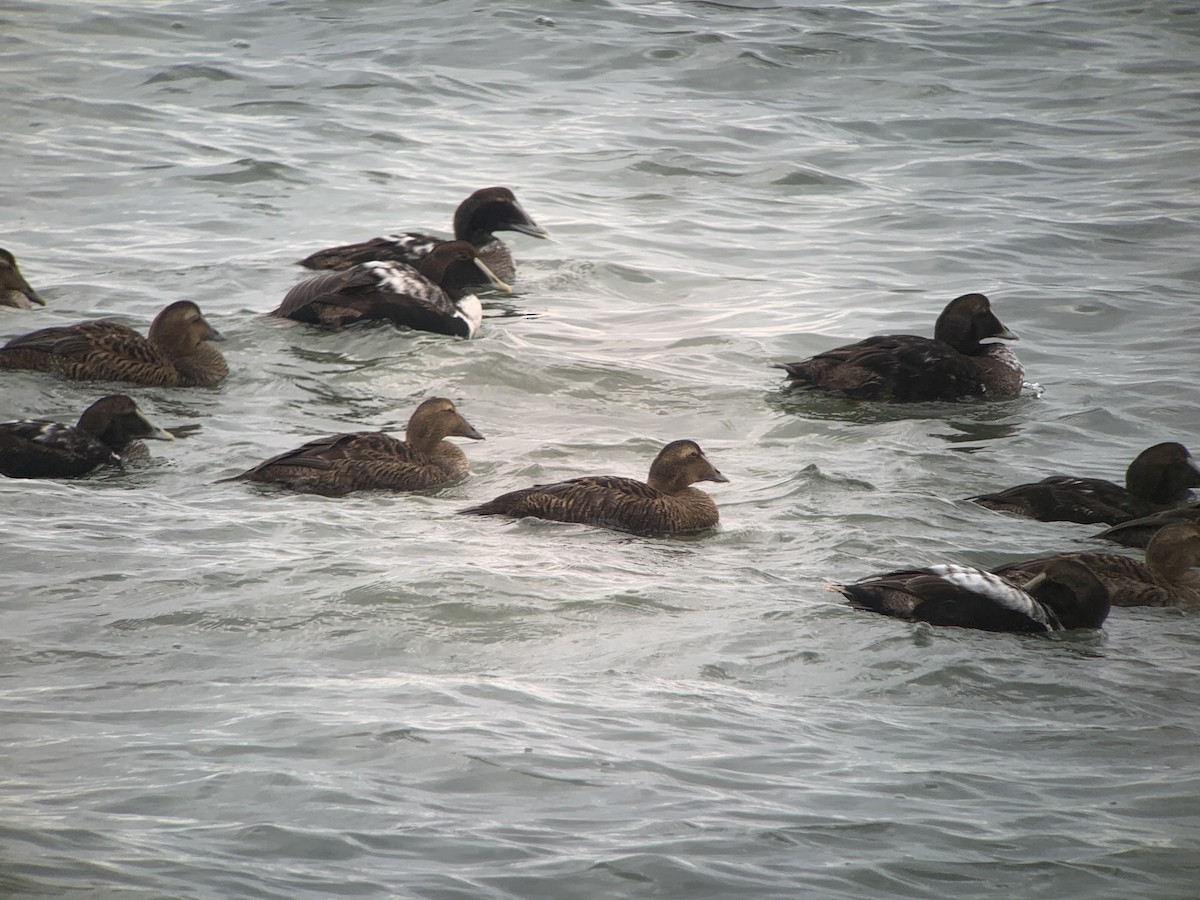 Common Eider - ML291887291