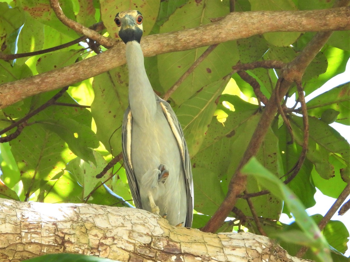 Yellow-crowned Night Heron - Marvin Solis-Campos